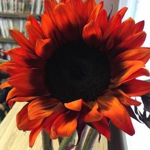 Meet your Posher, Tracie